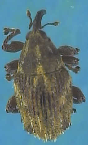 Trichosirocalus troglodytes